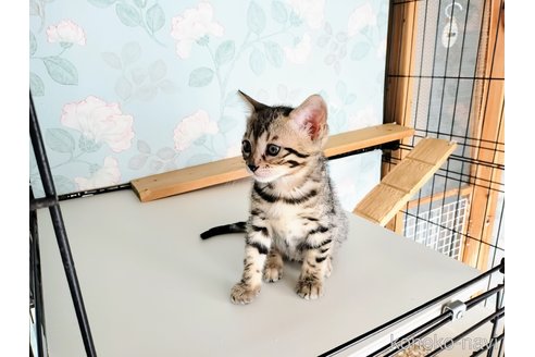 販売中の東京都のベンガル-115476の10枚目